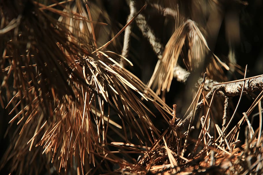 pine, needles, pine needles, autumn, tree, conifer, aesthetic HD wallpaper