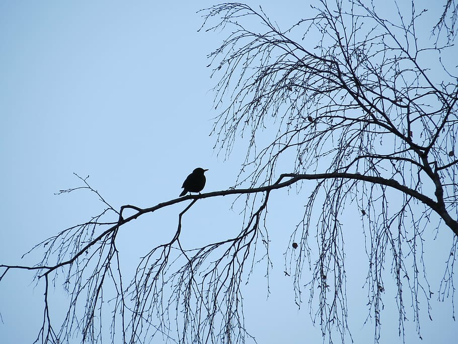 bird, black, blue, sky, tree, blackbird, animal wildlife, animals in the wild HD wallpaper