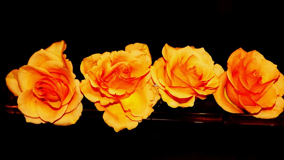 flowers, roses, tea, composition, flowering plant, beauty in nature HD wallpaper