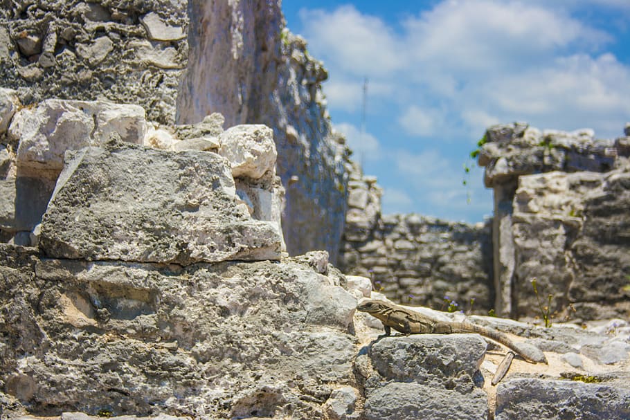 iguana, rocks, texture, reptile, stones, mexico, fauna, ruins HD wallpaper