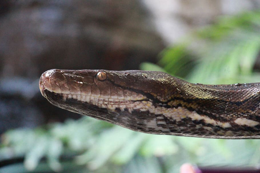 snake, zoo, snakehead, animal, animal themes, one animal, reptile HD wallpaper