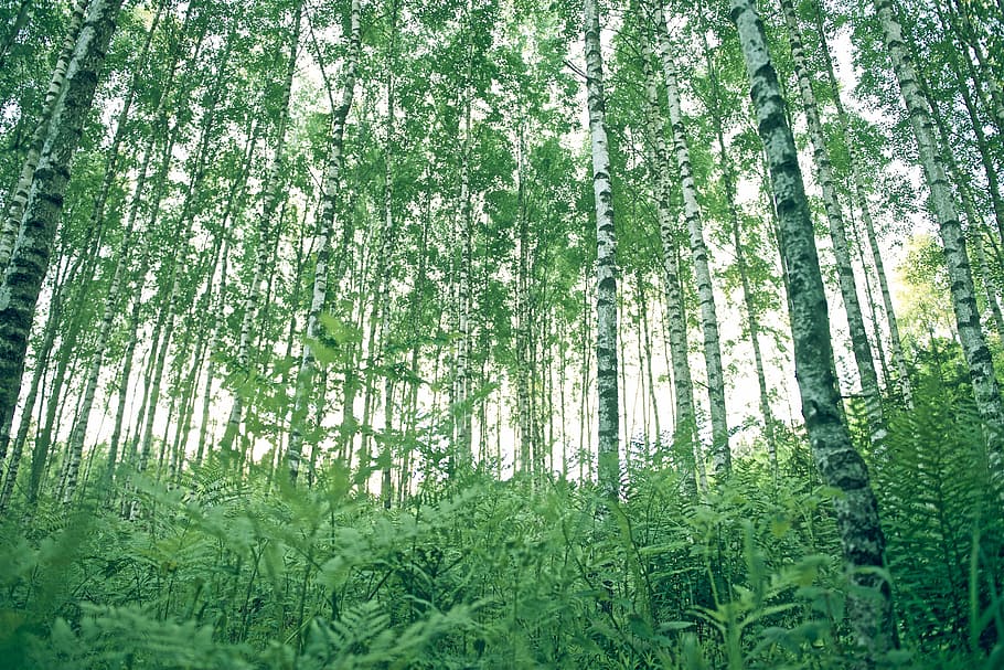green ferns below trees during daytime, green trees, birch, forest HD wallpaper