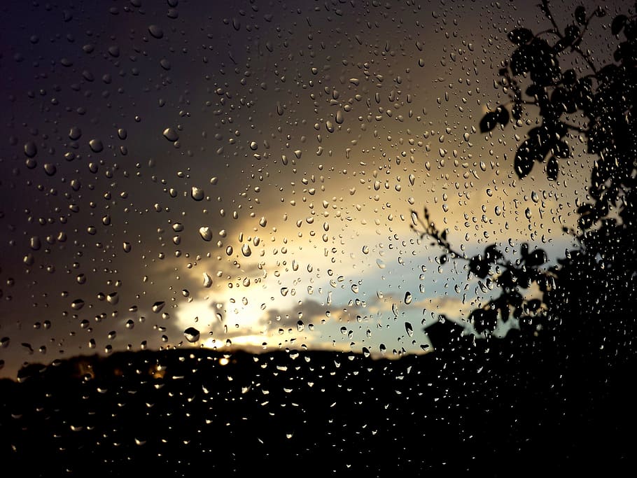 silhouette of plants, pane, rain, drops, window, water, rain drops HD wallpaper