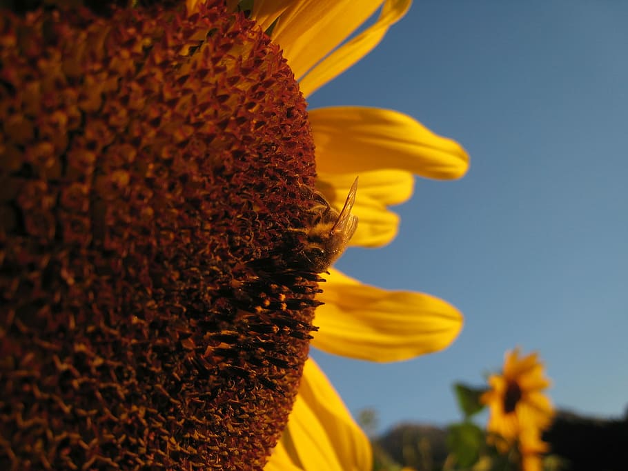 sun flower, bee, yellow, close, blossom, bloom, summer, plant HD wallpaper