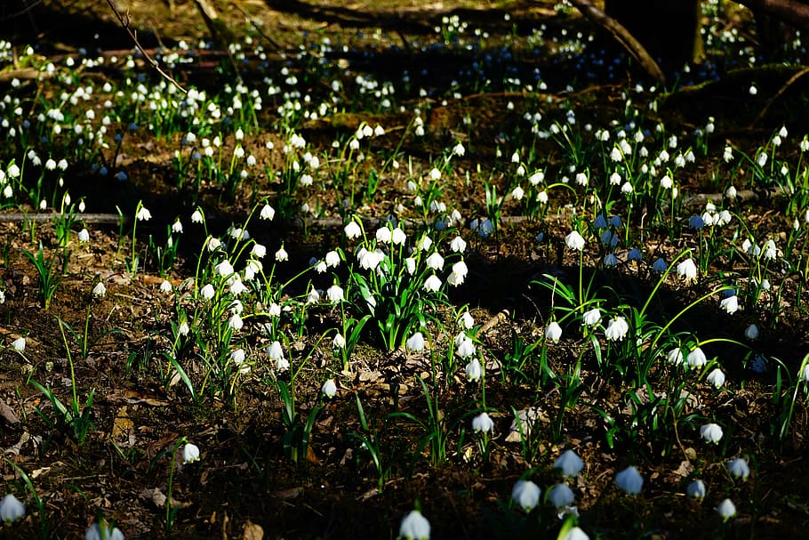 forest, snowflake, forest floor, spring flower, blossom, bloom HD wallpaper