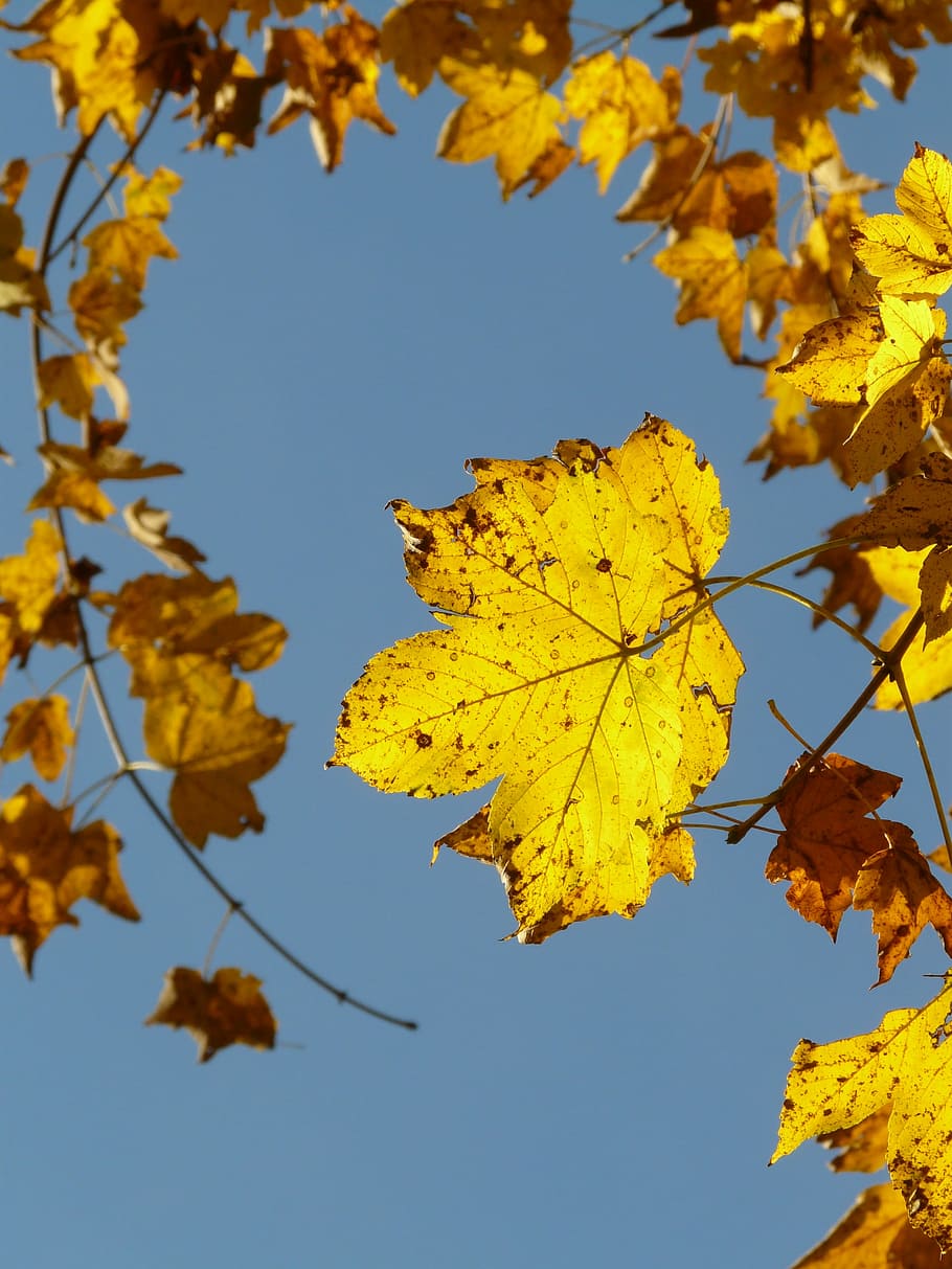 Mountain Maple, Acer Pseudoplatanus, deciduous tree, golden autumn