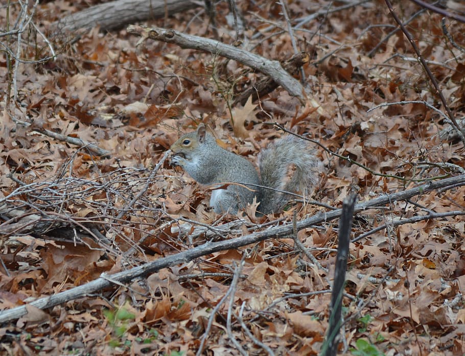 squirrel, gray, animal, tree, cute, fur, rodent, mammal, fluffy HD wallpaper