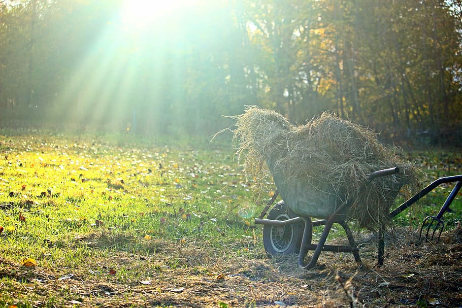 Light, Wheelbarrow, autumn, lighting, golden autumn, sun, fall color HD wallpaper