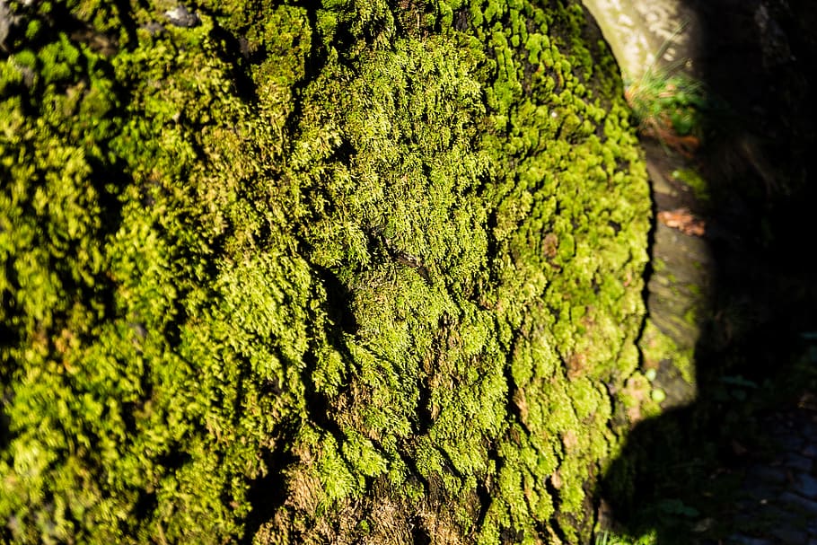 moss, eifel, forest, spring, autumn, autumn forest, wilderness HD wallpaper