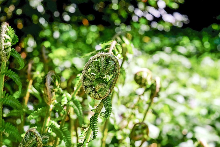 fern, leaf, rolled, plant, forest, nature, green color, growth HD wallpaper