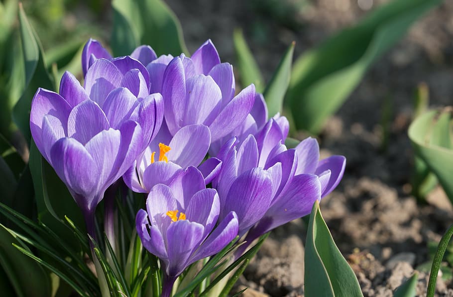 crocus, blossom, bloom, spring, flower, spring flower, purple HD wallpaper