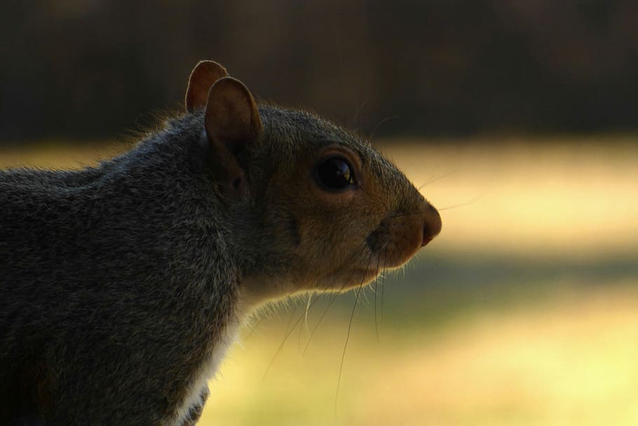 closeup photo of brown squirrel, selective focus photography of brown rodent HD wallpaper