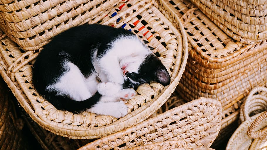 white and black cat sleeping on brown wicker basket, tuxedo cat on brown woven surface