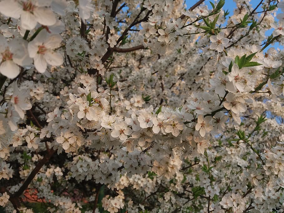 bily, tree, spring, landscape, plant, flower, flowering plant HD wallpaper