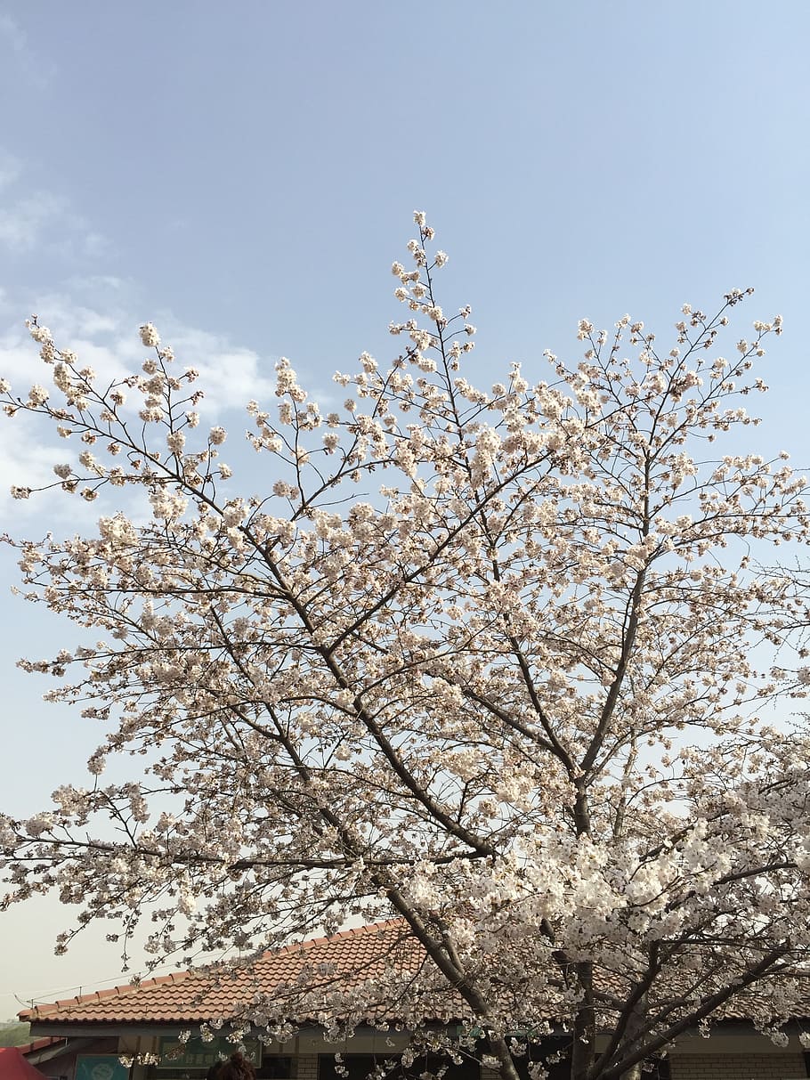 spring, pink, cherry blossom, tree, sky, plant, low angle view HD wallpaper