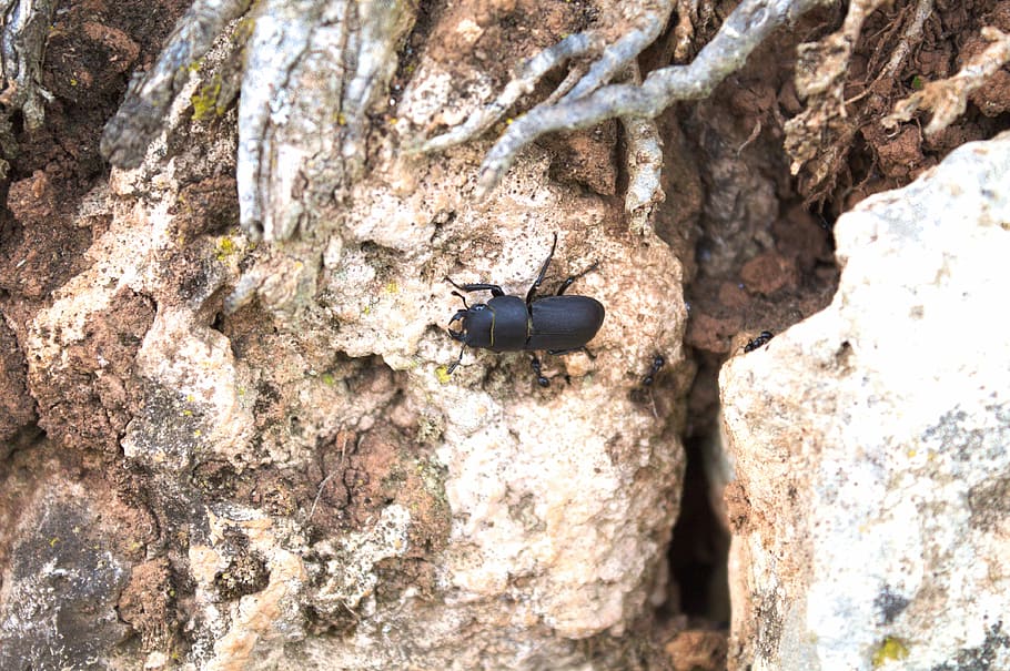 scarab, ants, attack, danger, nature, animals in the wild, animal wildlife HD wallpaper