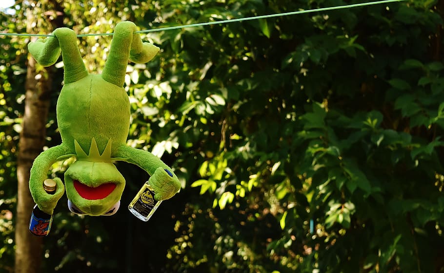 Hermitt frog plush toy on cable, kermit, drink, hang out, alcohol