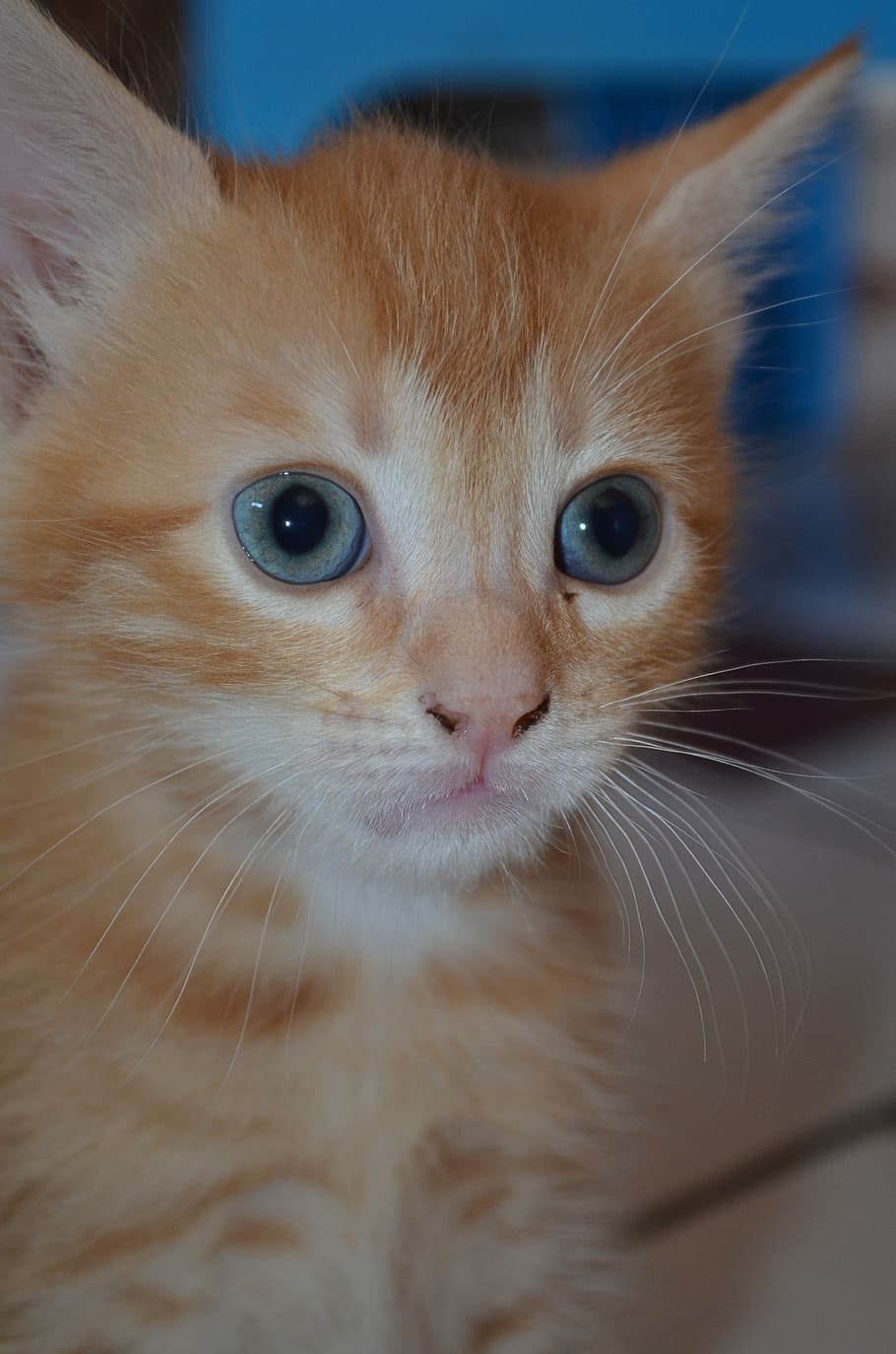Cat, Eyes, red, domestic cat, pets, whisker, one animal, domestic animals HD wallpaper