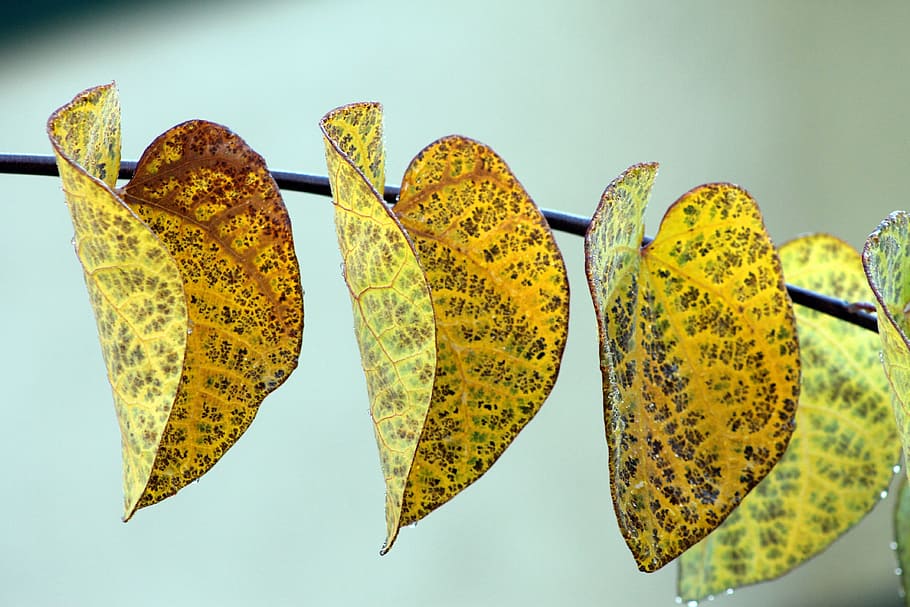 leaves, leaf, colorful, spring, rain, raindrop, yellow, close-up HD wallpaper