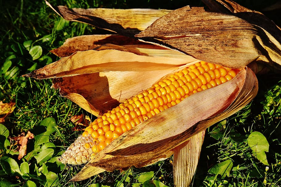 corn, corn on the cob, corn kernels, vegetables, food, nature HD wallpaper