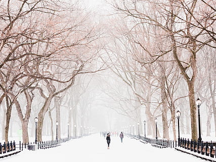 Central Park Mall during Stella Snowstorm, people walking near tree with snow during daytime HD wallpaper