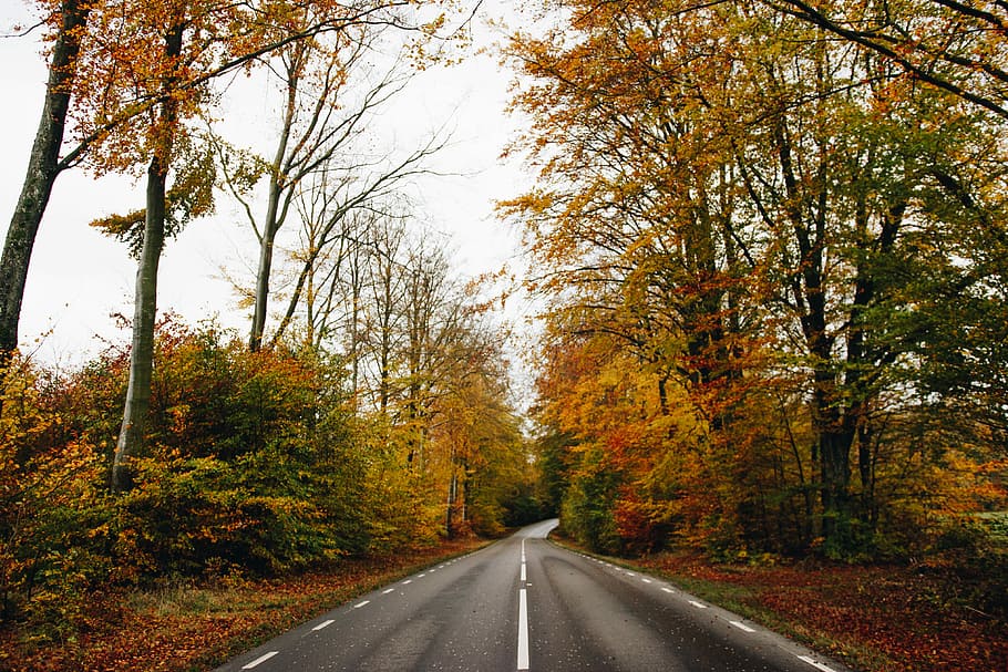 concrete road surrounded trees, pathway in between trees, forest HD wallpaper
