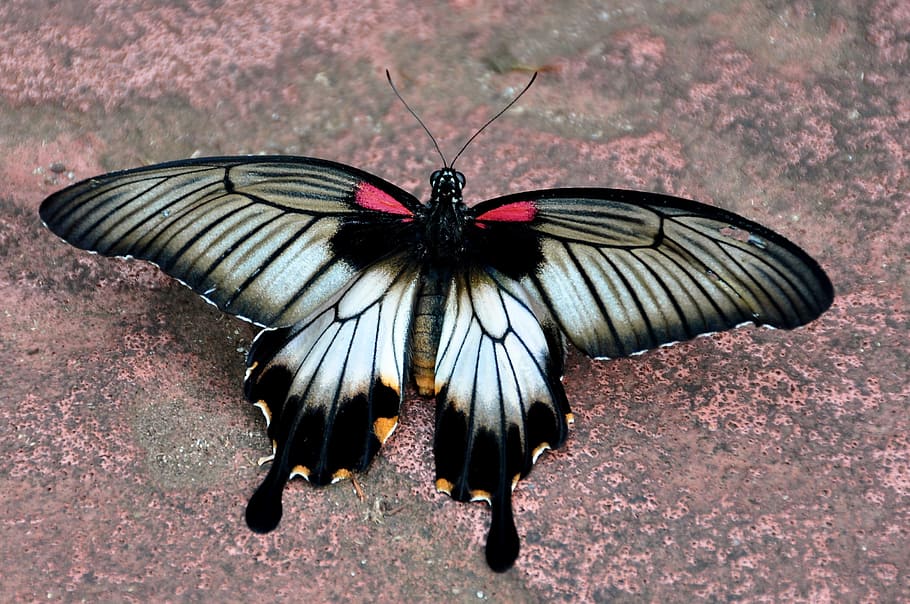 white and black swallowtail butterfly on ground, Papilio, Sp HD wallpaper