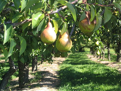 green fruit on trees, Pear, Tree, Orchard, Branch, ontario HD wallpaper