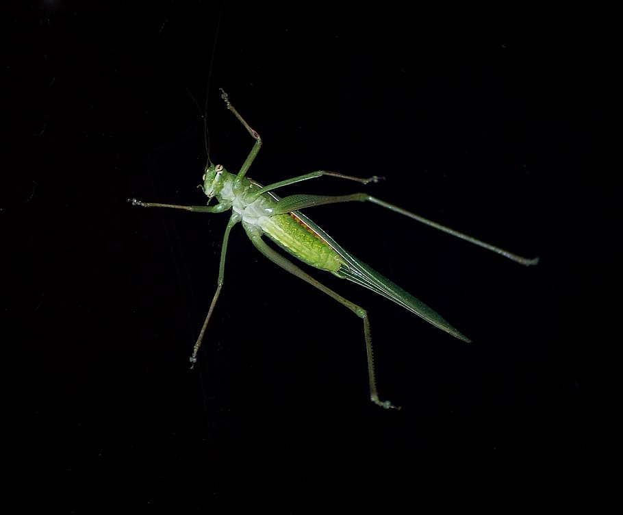 grass hopper, insect, green, resting, wildlife, night, black HD wallpaper