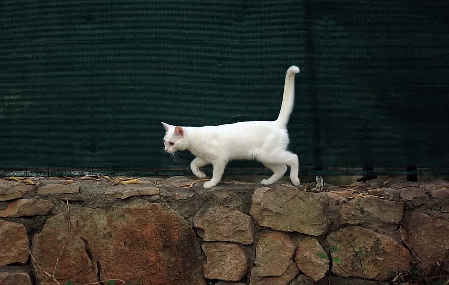 short-fur white cat on focus photo, animal, one animal, animal themes HD wallpaper