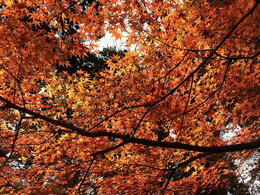 red leaves, maple, autumn, tree, plant, change, beauty in nature HD wallpaper