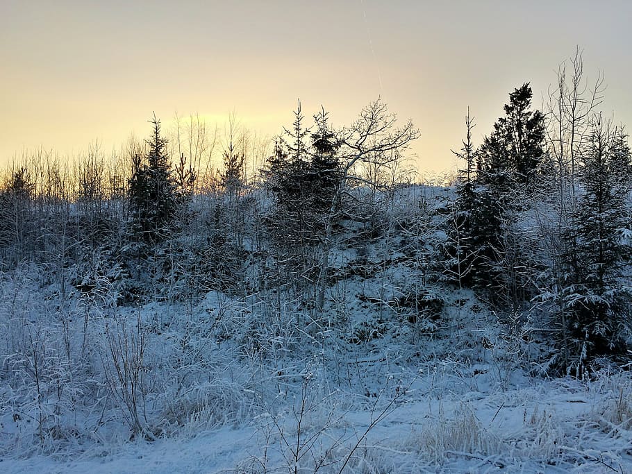 winter, sun, trees, snowy, nature, branches without leaves HD wallpaper