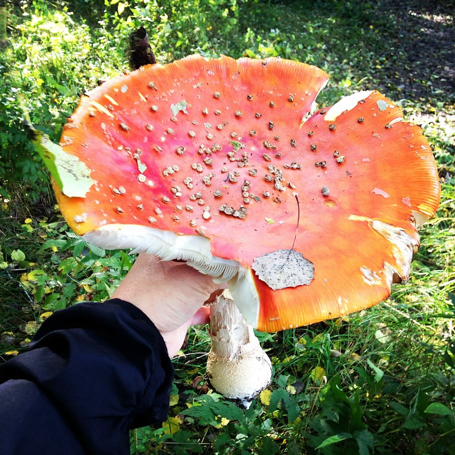 Fly Agaric, autumn, red, one person, human body part, holding HD wallpaper