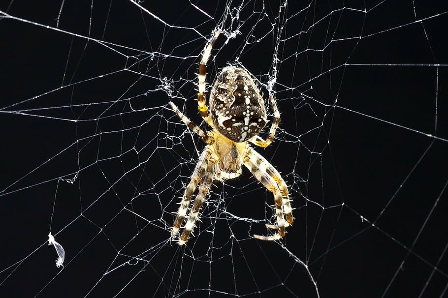 spider, cobweb, close, insect, macro, arachnid, nature, network HD wallpaper