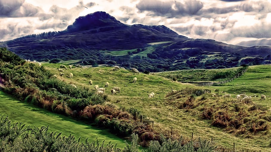 Sheep, Mountain, Creature, Nature, mountain sheeps, animal HD wallpaper