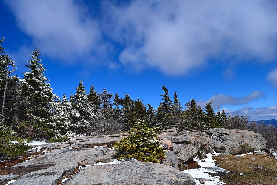 Pine Trees, Nature, Snow, sky, green, rock, stone, winter, natural HD wallpaper