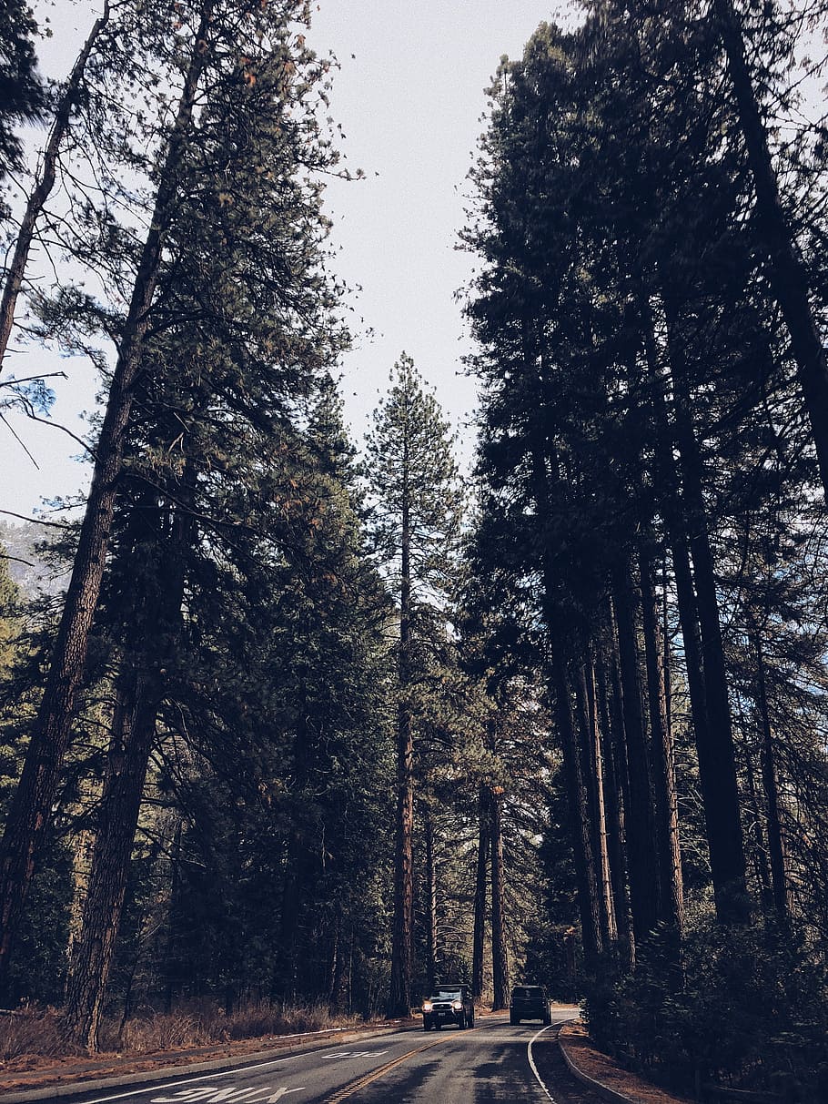 black car approaching on mountain trail, scenery of trees, forest HD wallpaper