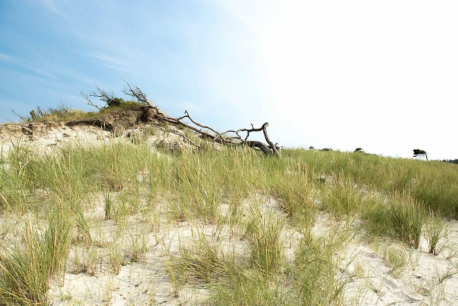 baltic sea, tree, beach, sky, clouds, grass, root, darss, wood HD wallpaper