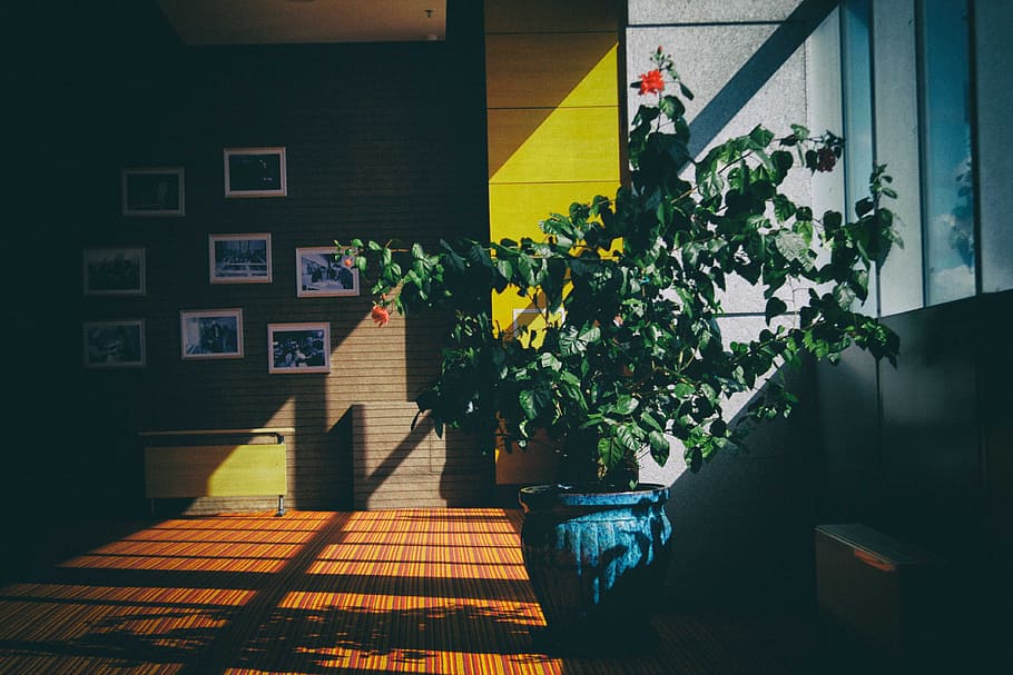 green leaf plant on blue planter in the room, green leaf plant in bloom inside the room HD wallpaper