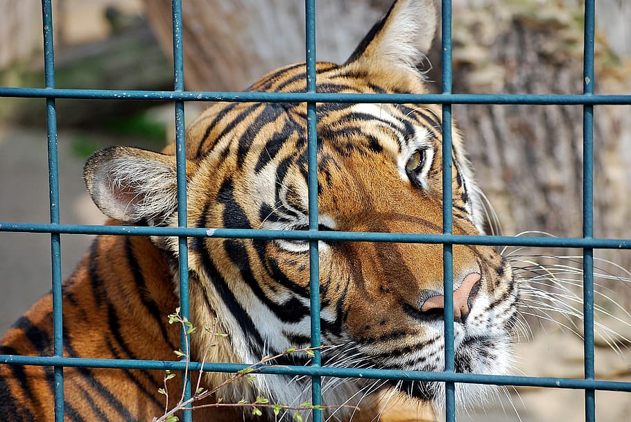 Tiger, Predator, Zoo, Big Cat, wildlife photography, animals in captivity HD wallpaper