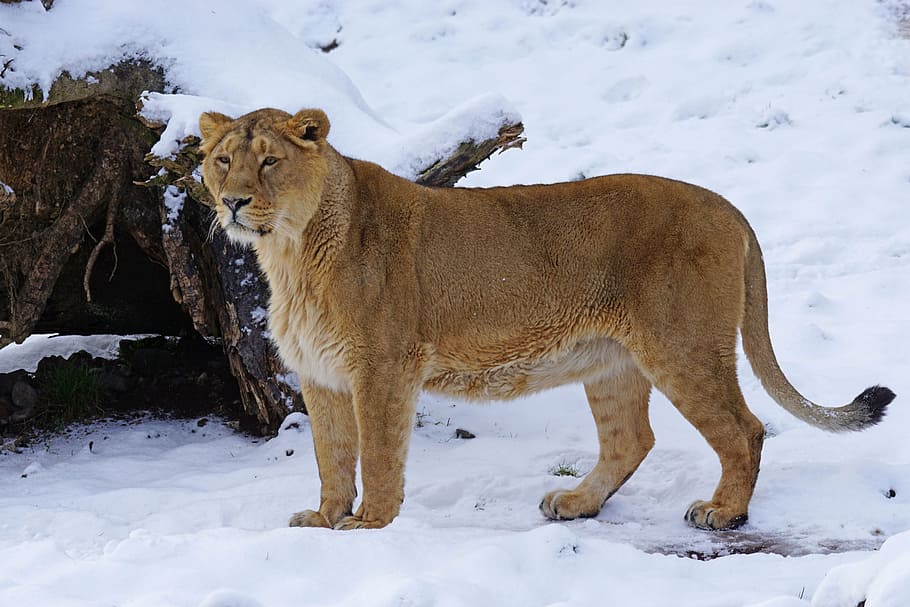 lion standing on snow, indian, female, cat, winter, animals, wildlife, HD wallpaper