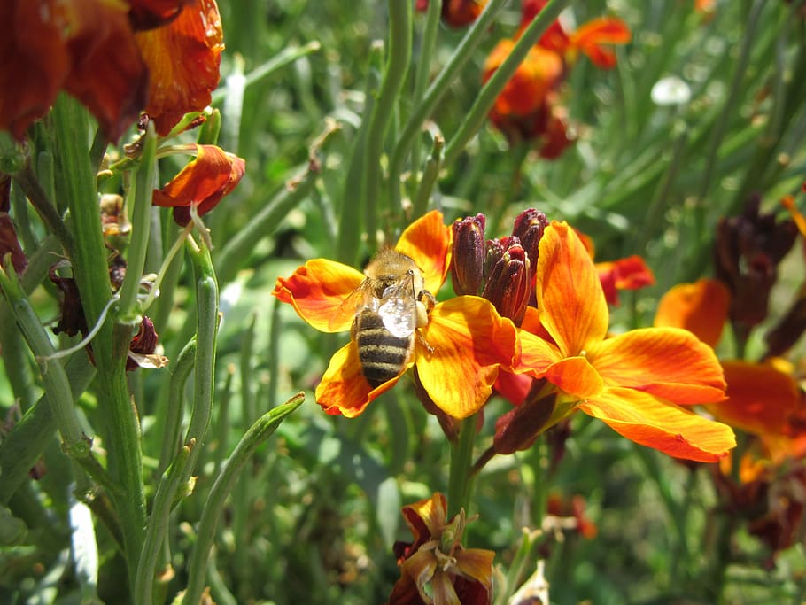 flowers, orange, bee, flowering plant, fragility, growth, beauty in nature HD wallpaper