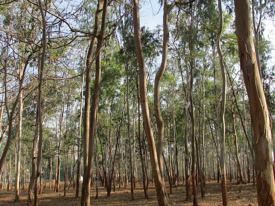 Eucalyptus, Trees, Dharwad, eucalyptus trees, organic, agriculture HD wallpaper