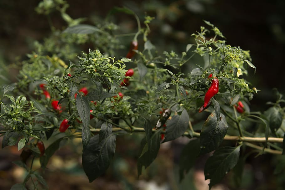chili plant, selective focus photography of red flower in bud HD wallpaper