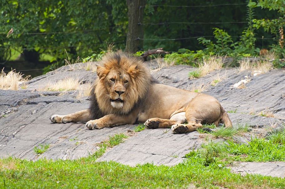 Lion, Animals, Zoo, animals in the wild, one animal, animal themes HD wallpaper