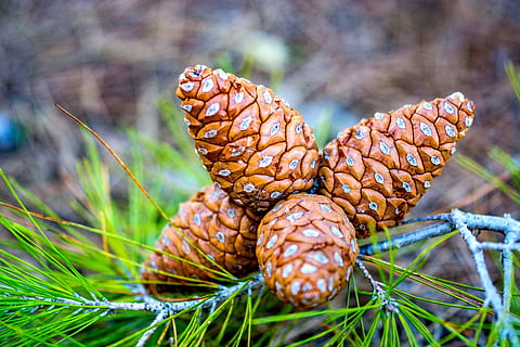 pinecone, nature, forest, pine trees, one animal, no people HD wallpaper