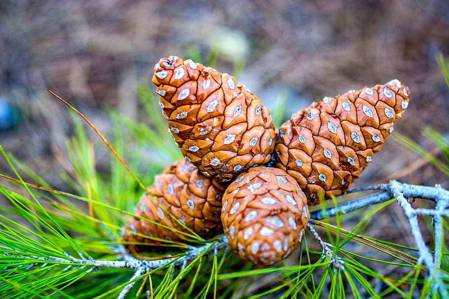 pinecone, nature, forest, pine trees, one animal, no people HD wallpaper