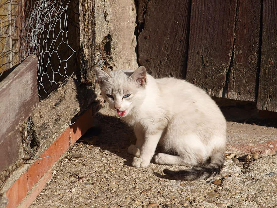 cat, about, roof, mammal, domestic, domestic animals, pets HD wallpaper