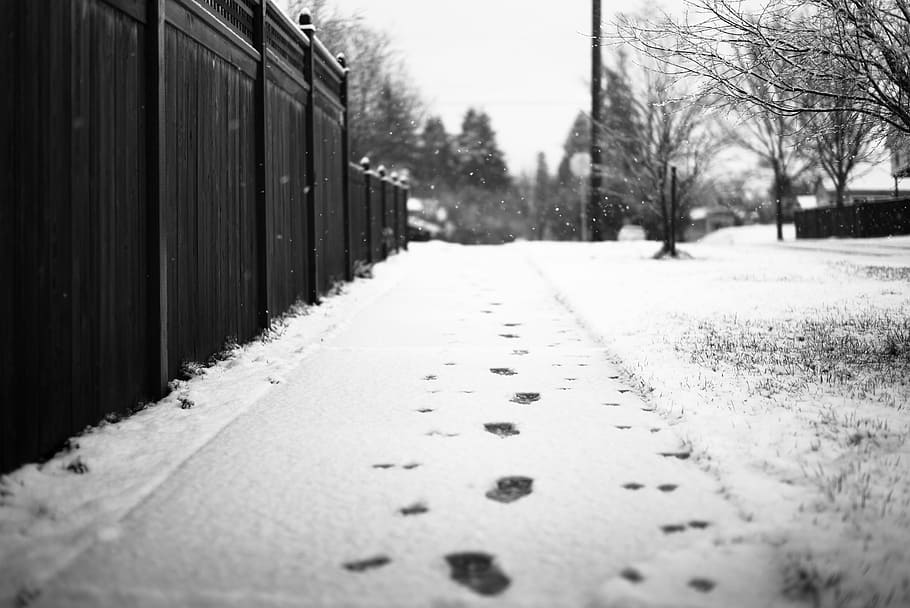 grayscale photography of footprints on snow, grayscale photo of snow capped pathway near black fence