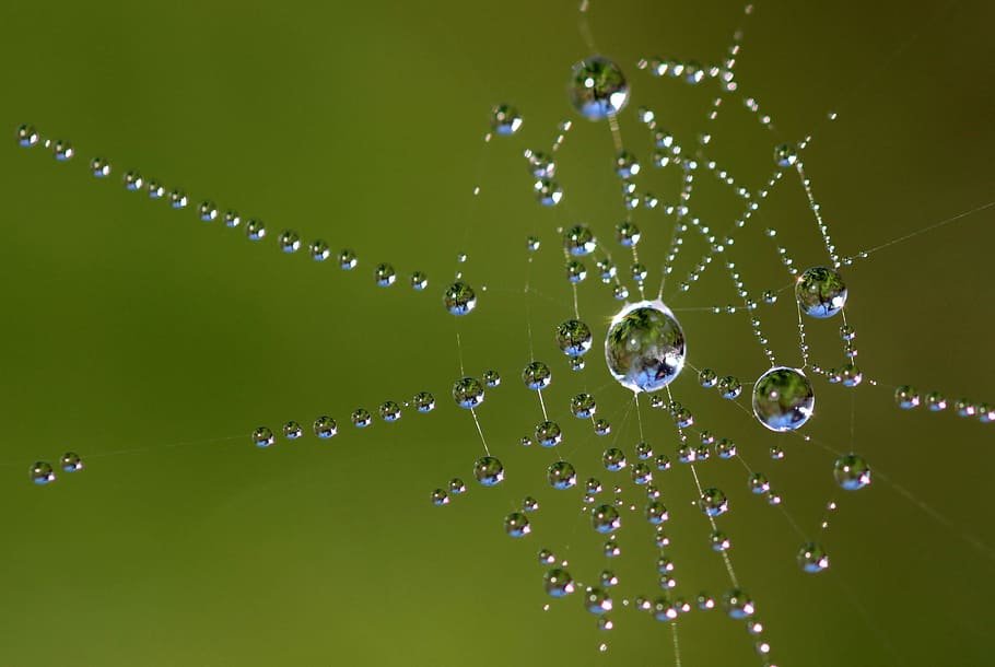 water dew on spider web closeup photography, beaded, cobweb HD wallpaper